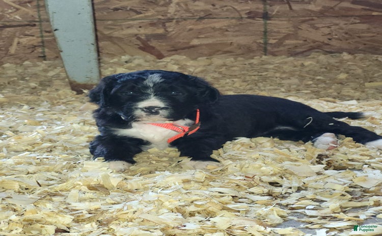 Bernedoodle dogs for sale - Ad 1