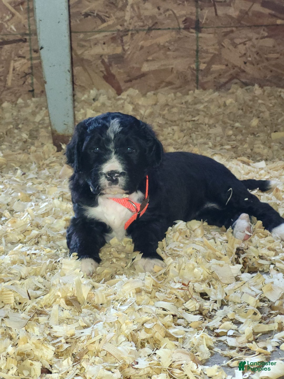 Bernedoodle dogs for sale: Tux - Image 1