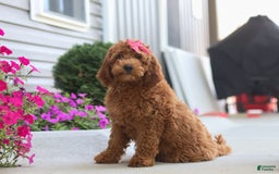 Goldendoodle dogs for sale: Sugar - Image 3