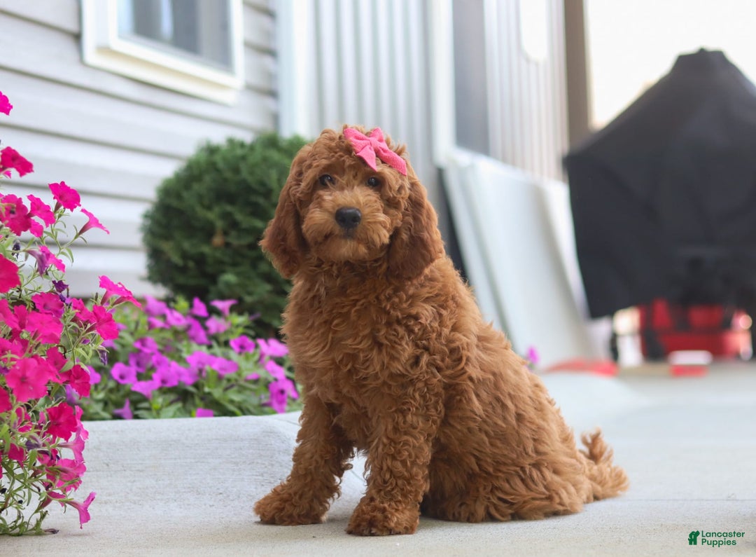 Goldendoodle dogs for sale: Sugar - Image 3