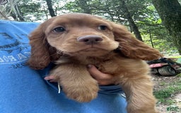 Cocker Spaniel dogs for sale: Maxie - Image 4