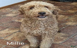 Mini Goldendoodle dogs for sale: Buster - Image 26