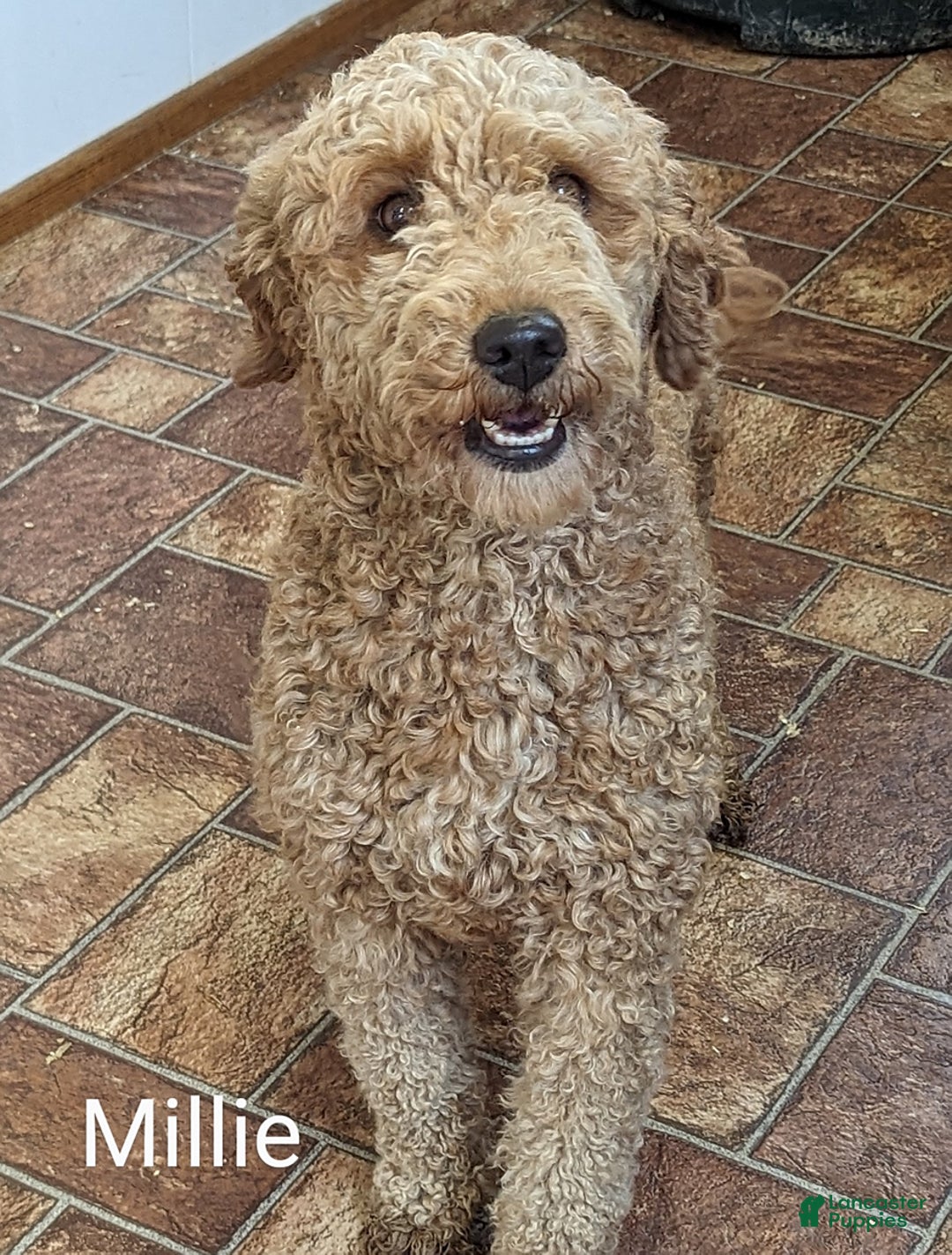 Mini Goldendoodle dogs for sale: Buster - Image 26