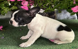 Boston Terrier dogs for sale: Dash - Image 1