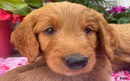 Goldendoodle dogs for sale: Coolidge - Image 10