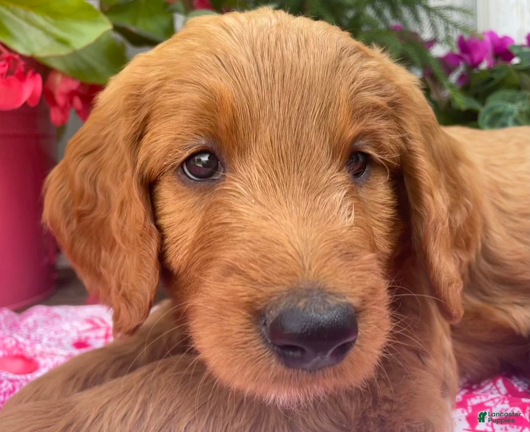 Goldendoodle dogs for sale: Coolidge - Image 10