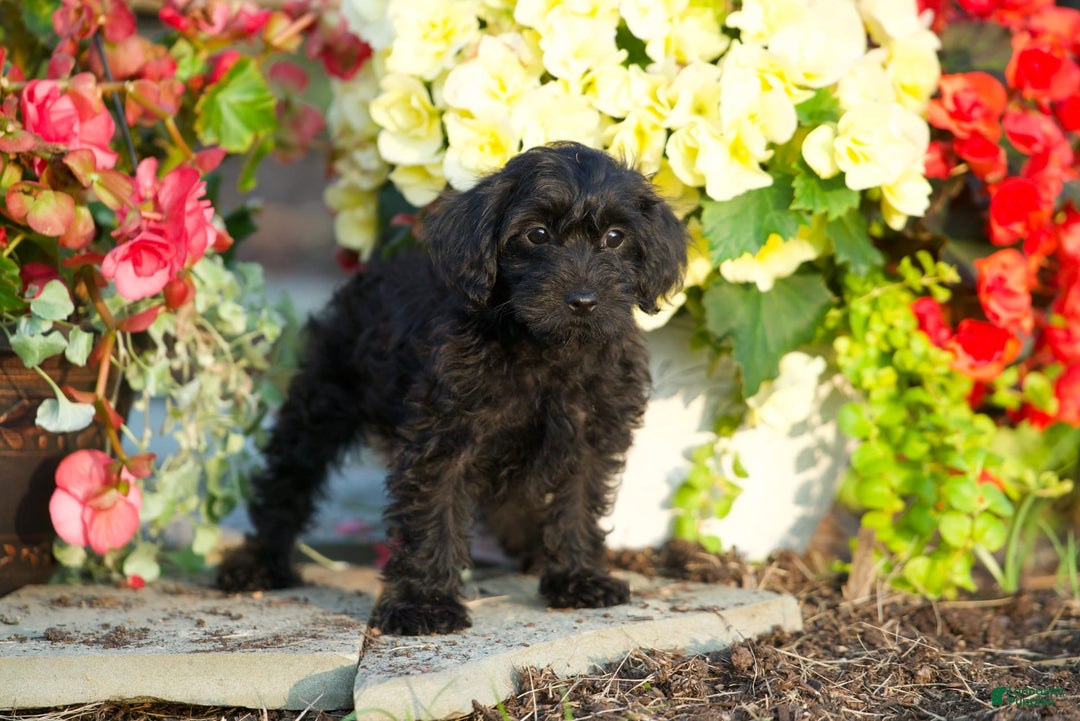 Yorkiepoo dogs for sale: Patrick - Image 3