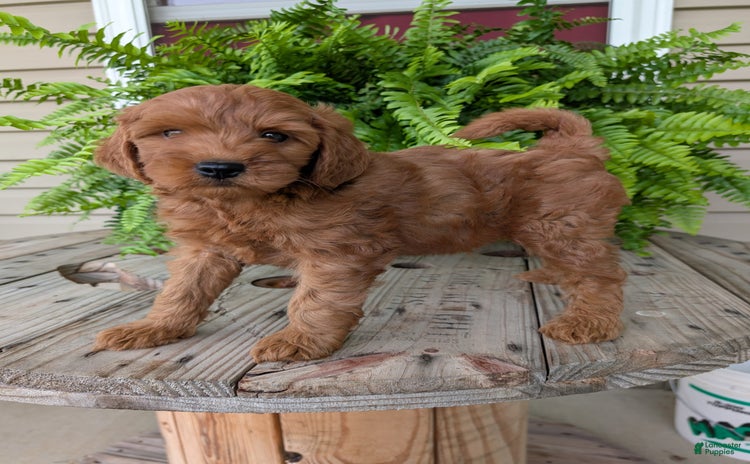 Mini Goldendoodle dogs for sale - Ad 1