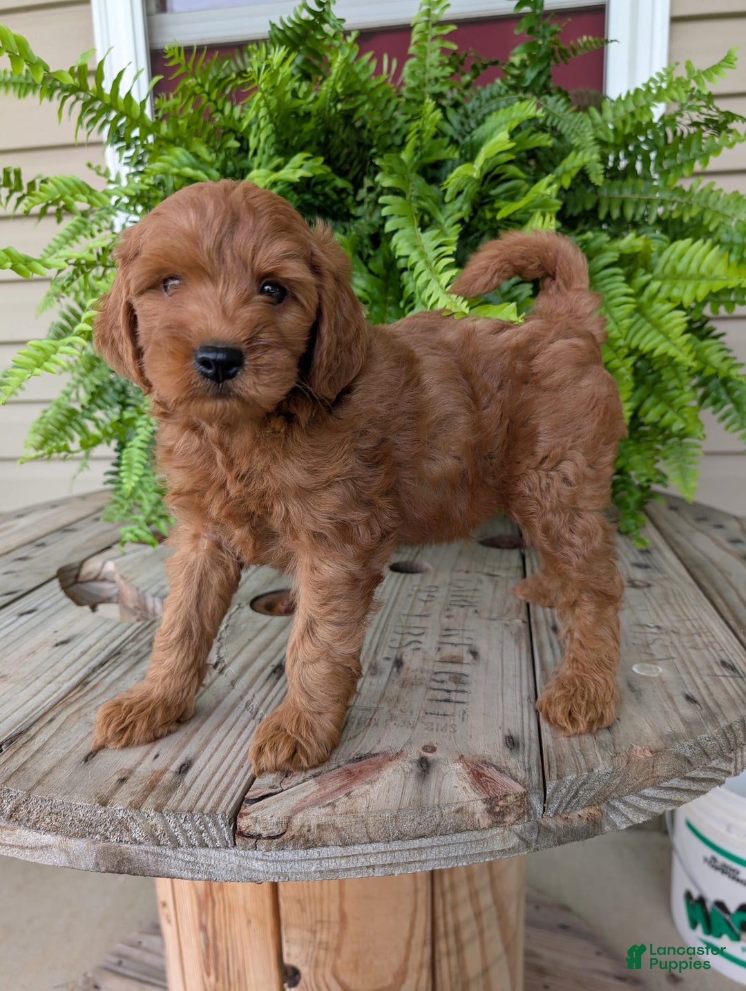 Mini Goldendoodle dogs for sale: Mini -kory - Image 1