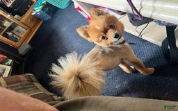 Pomeranian dogs for sale: Daffodil - Image 4