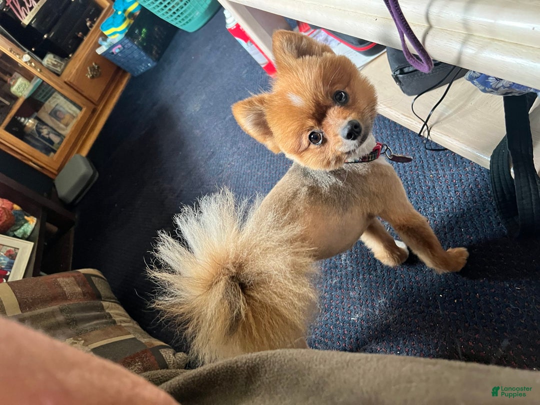 Pomeranian dogs for sale: Daffodil - Image 4