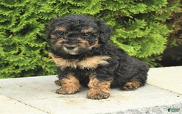 Miniature Poodle dogs for sale: Olive - Image 7