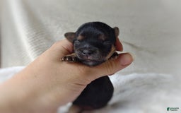 Morkie dogs for sale: "teacup" Cricket - Image 15