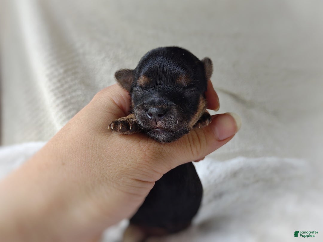 Morkie dogs for sale: "teacup" Cricket - Image 15