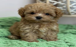 Maltipoo dogs for sale: Zani - Image 1
