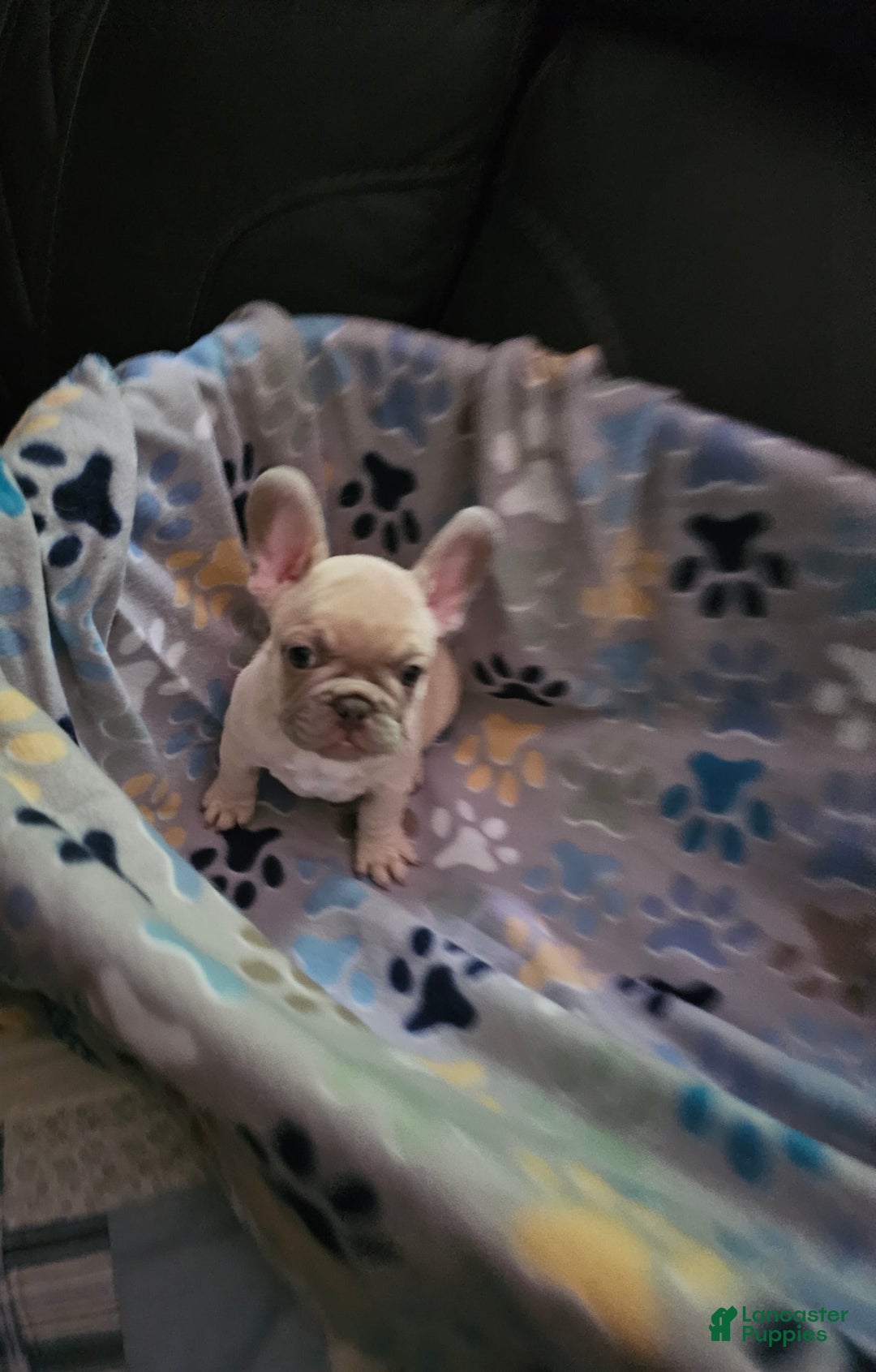 French Bulldog dogs for sale: Silver - Image 1