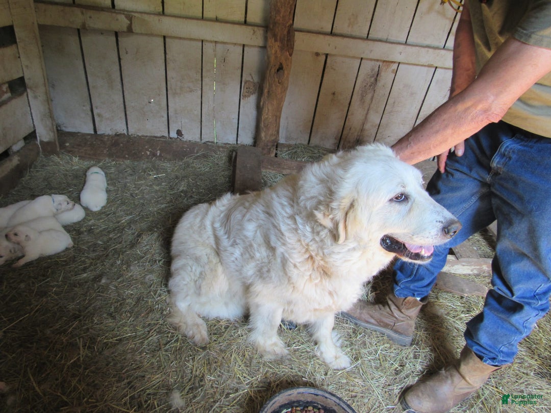 Great Pyrenees dogs for sale: Blue - Image 8