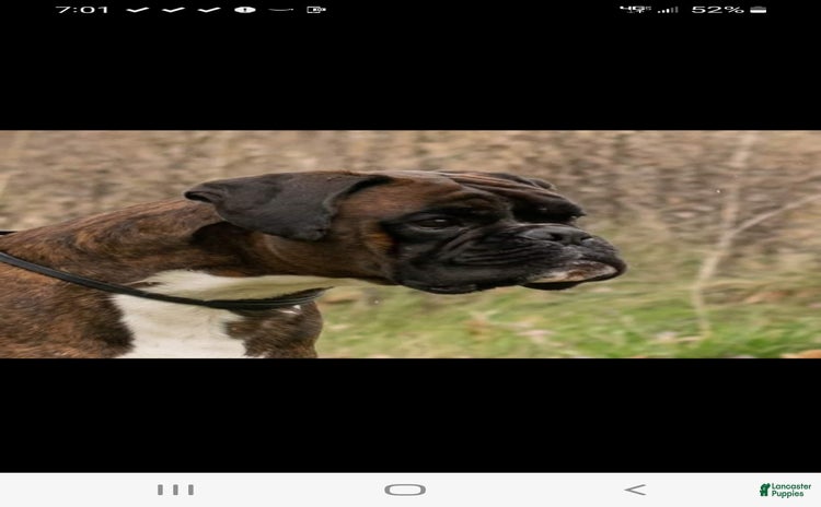 Boxer dogs - Advert 15