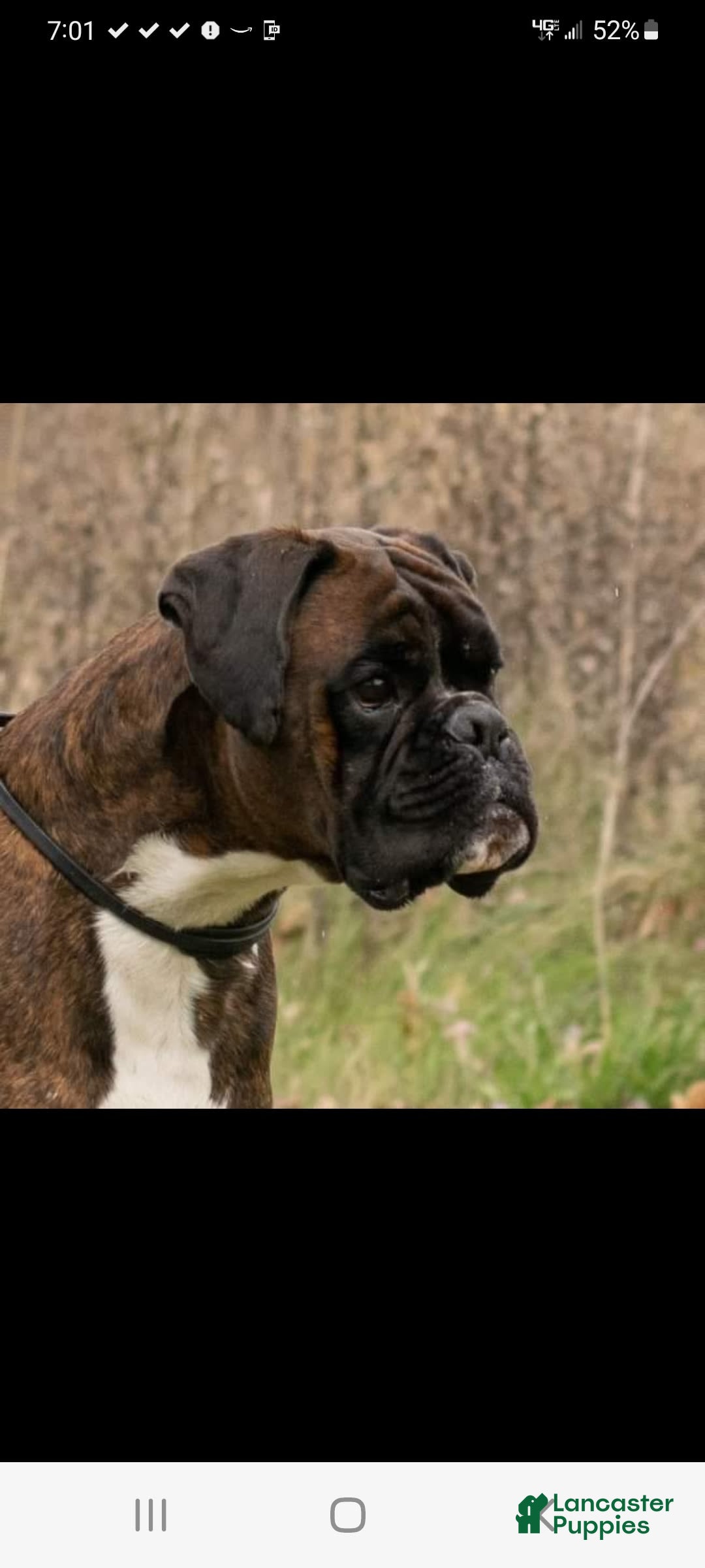 Boxer dogs for sale: Brady European Boxer health tested - Listing for pets: Beautiful European Health Tested Parents, Brady European Boxer health tested, Cream De Coco, Lilly European - Image 1
