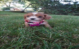 Cavapoo dogs for sale: Tiny Tim - Image 8