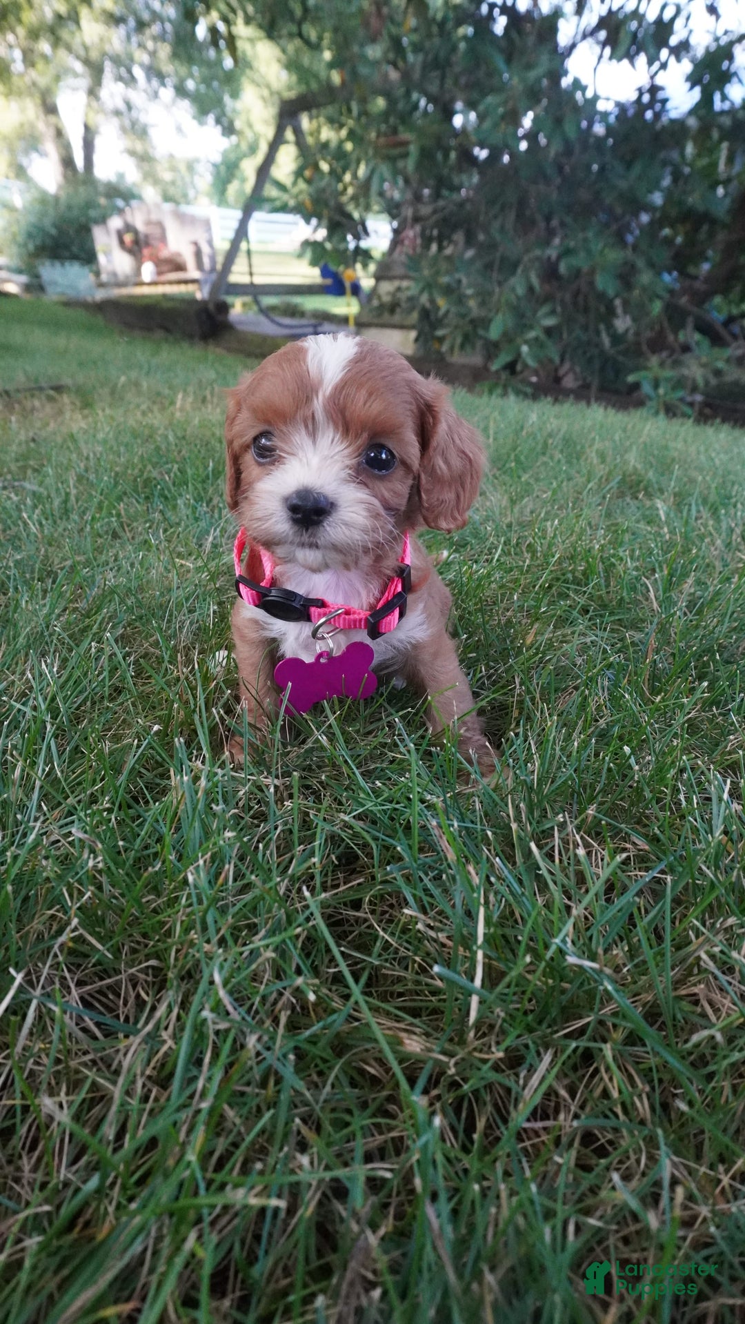 Cavapoo dogs for sale: Tiny Tim - Image 8