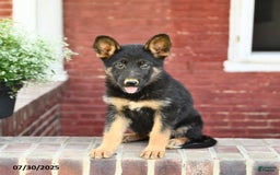 German Shepherd dogs for sale: Melody - Image 1