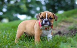 Beabull dogs for sale: Chloe - Image 4