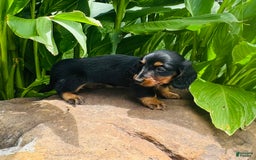 Miniature Dachshund dogs for sale: Piper - Image 1