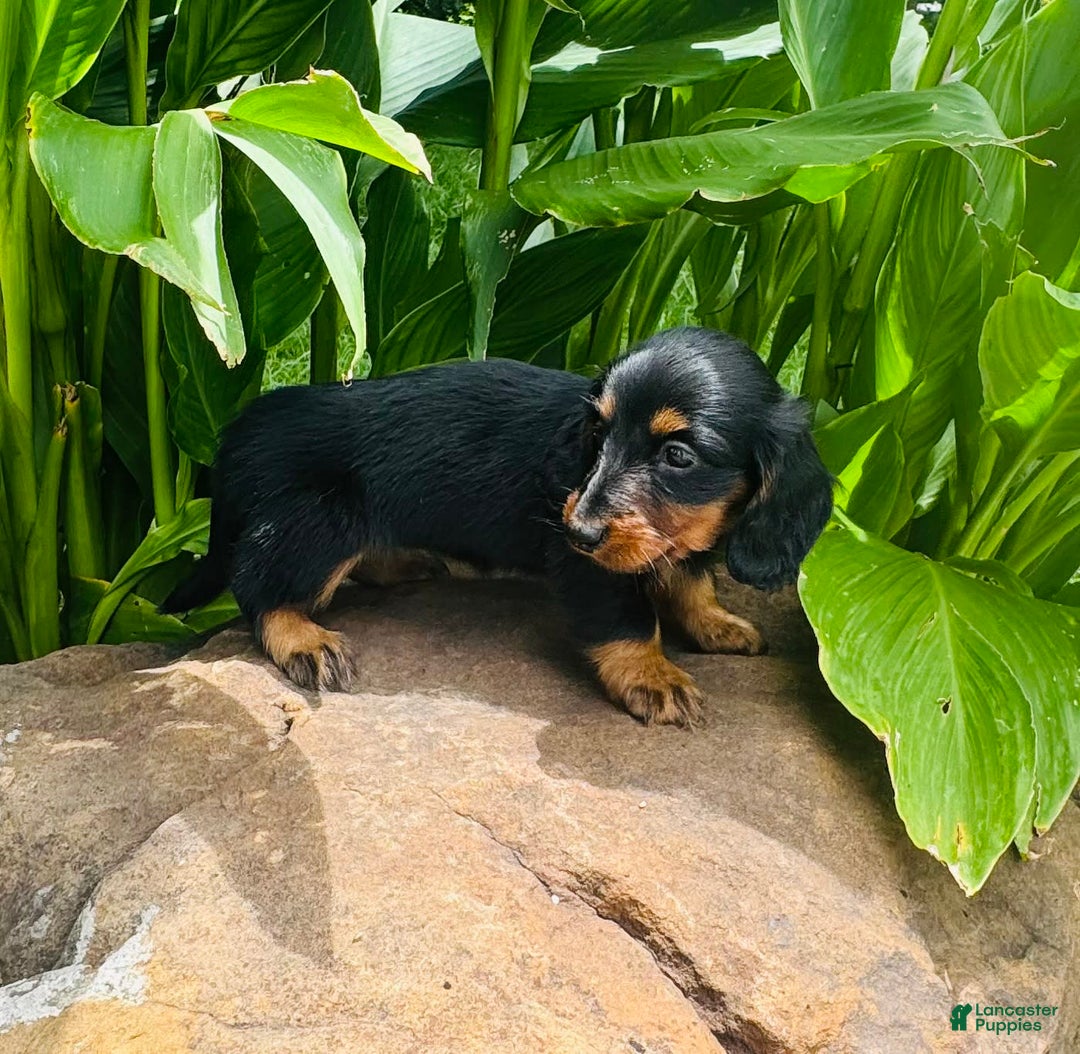 Miniature Dachshund dogs for sale: Piper - Image 1
