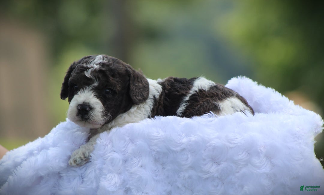 Cockapoo dogs for sale: Mohawk - Image 2