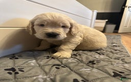 Goldendoodle dogs for sale: Chase F1b Goldendoodle - Image 2