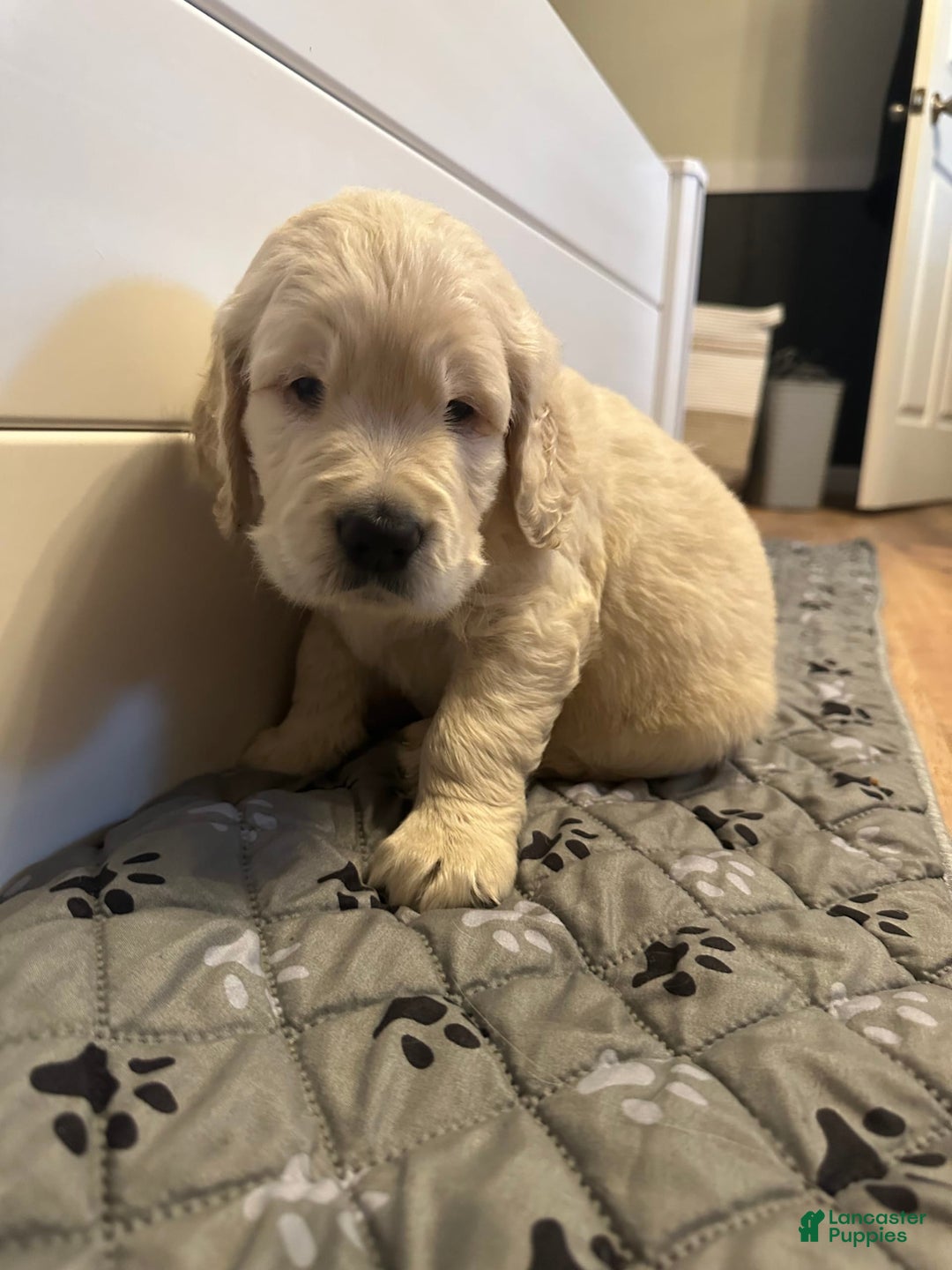Goldendoodle dogs for sale: Chase F1b Goldendoodle - Image 2