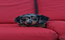 Miniature Dachshund dogs for sale: Princess - Image 4