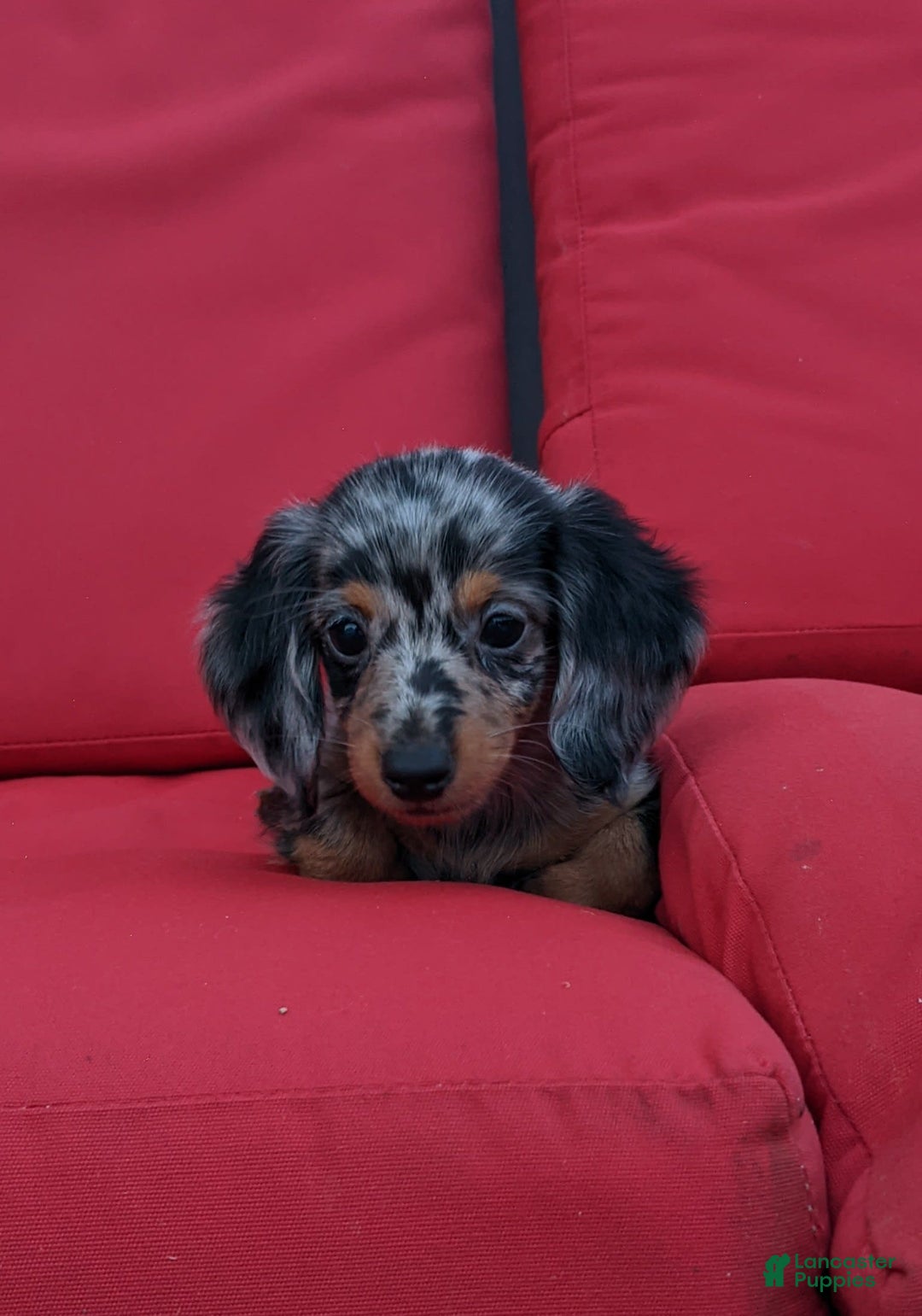 Miniature Dachshund dogs for sale: Princess - Image 4
