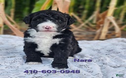 Portuguese Water Dog dogs for sale: Nara - Image 1
