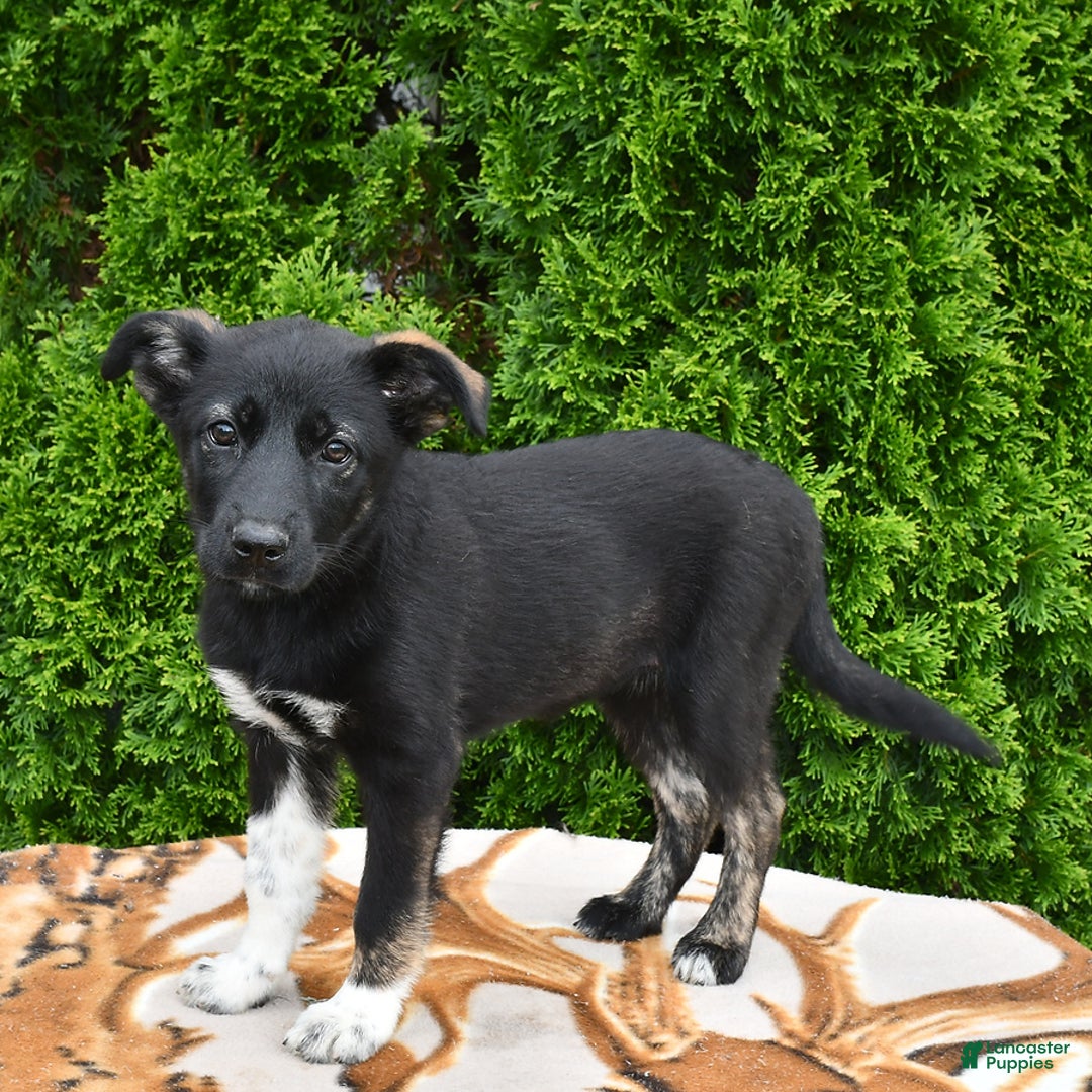 Norwegian Elkhound dogs for sale: Mia - Image 2