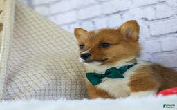 Welsh Corgi Pembroke dogs for sale: Garrett - Image 7