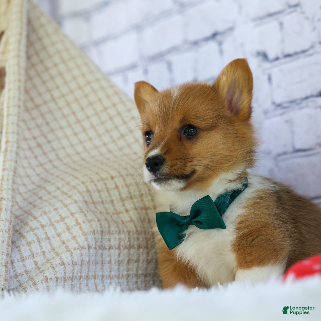 Welsh Corgi Pembroke dogs for sale: Garrett - Image 7