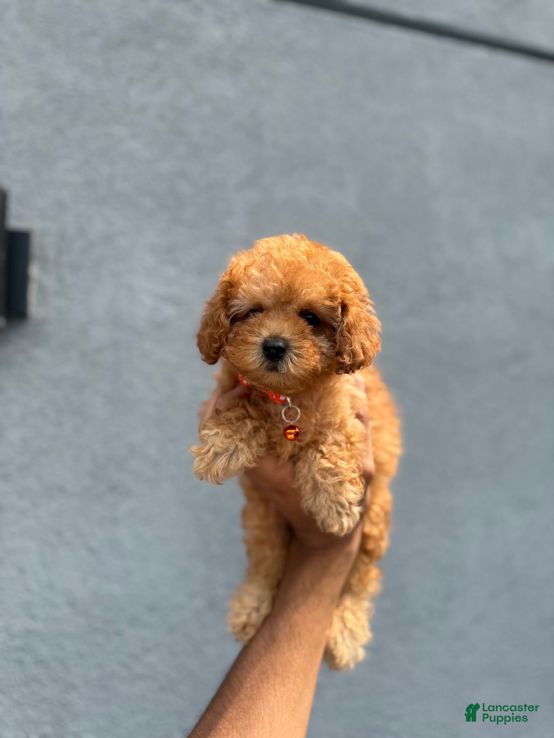 Toy Poodle dogs for sale: Bluey - Image 2
