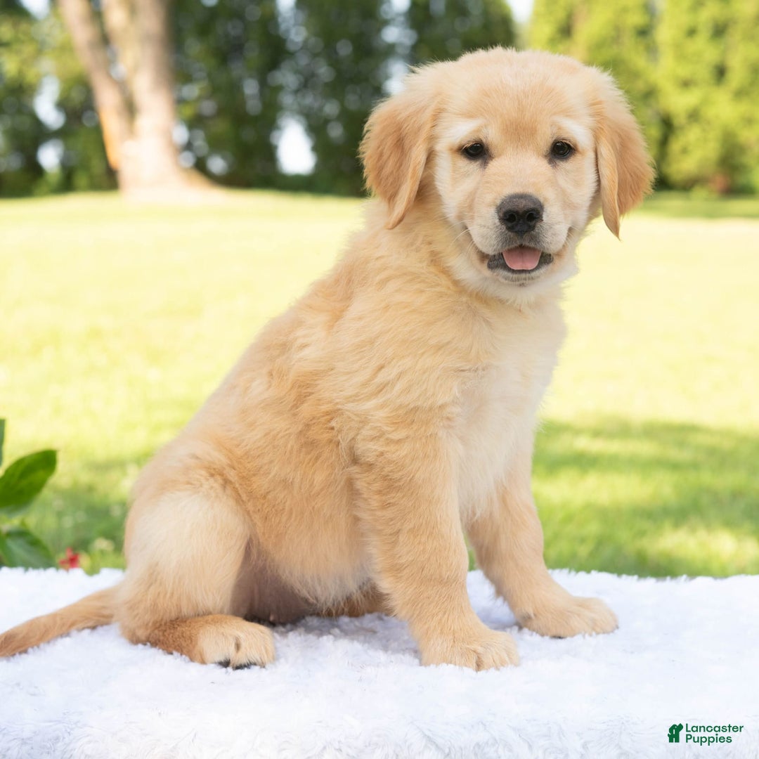 Golden Retriever dogs for sale: Hazel - Image 8
