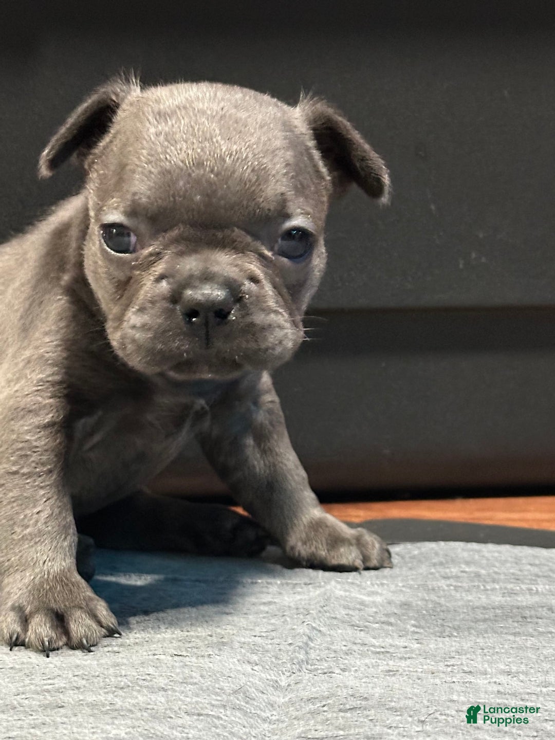 French Bulldog dogs for sale: Ginger - Image 2