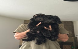 Mini Goldendoodle dogs for sale: Luna - Image 1