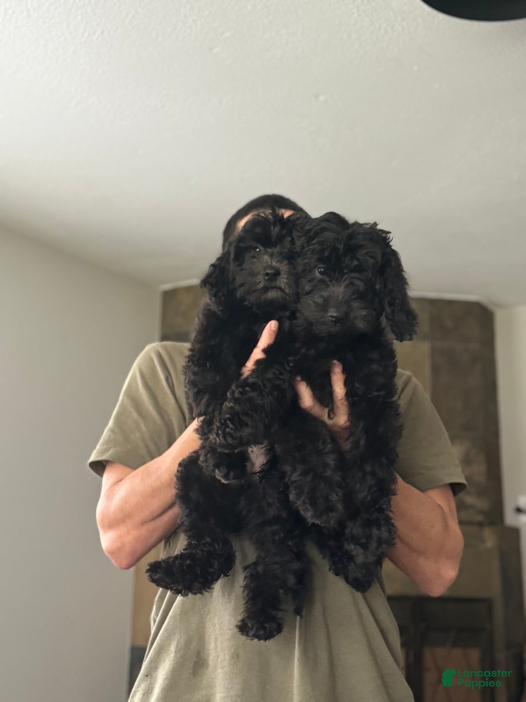 Mini Goldendoodle dogs for sale: Luna - Image 1