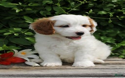 Cavapoo dogs for sale: Cavapoo 5 puppies - Image 19