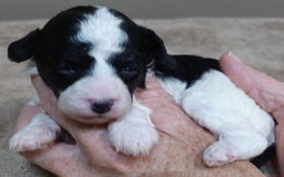Toy Poodle dogs for sale: Zara Parti Girl - Image 7