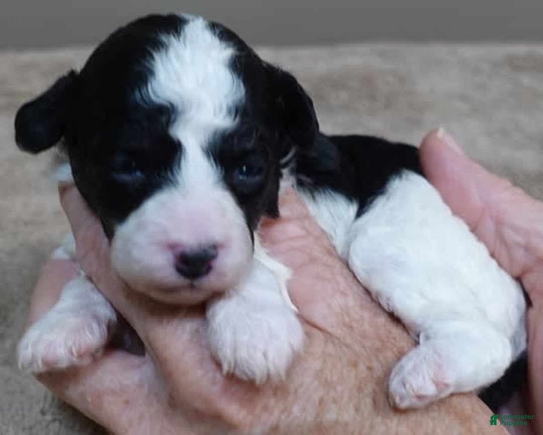Toy Poodle dogs for sale: Zara Parti Girl - Image 7