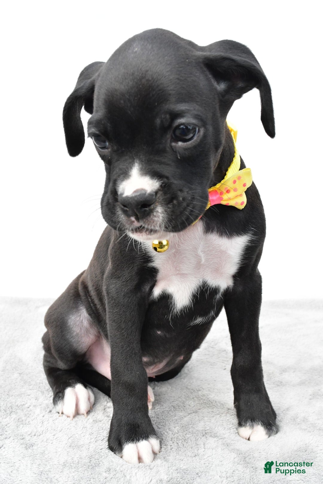 Boxer dogs for sale: Russell - Image 2