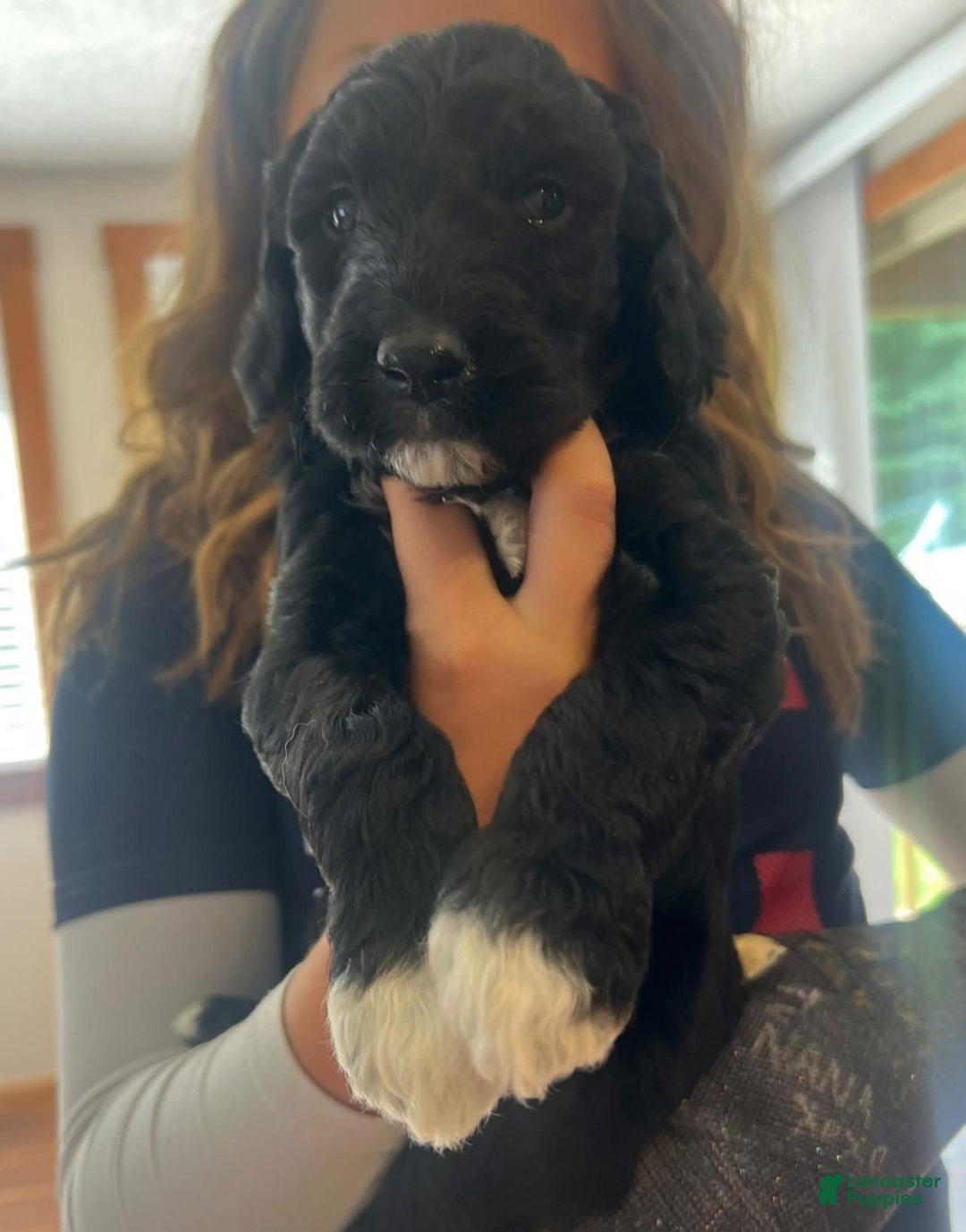 Goldendoodle dogs for sale: Goldendoodle 3 puppies - Image 1