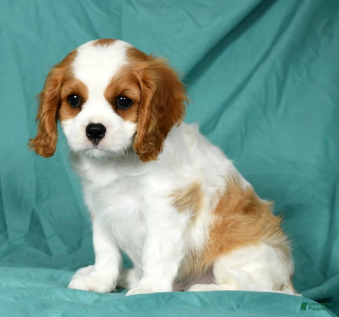 Cavalier King Charles Spaniel dogs for sale: Isaiah - Image 1