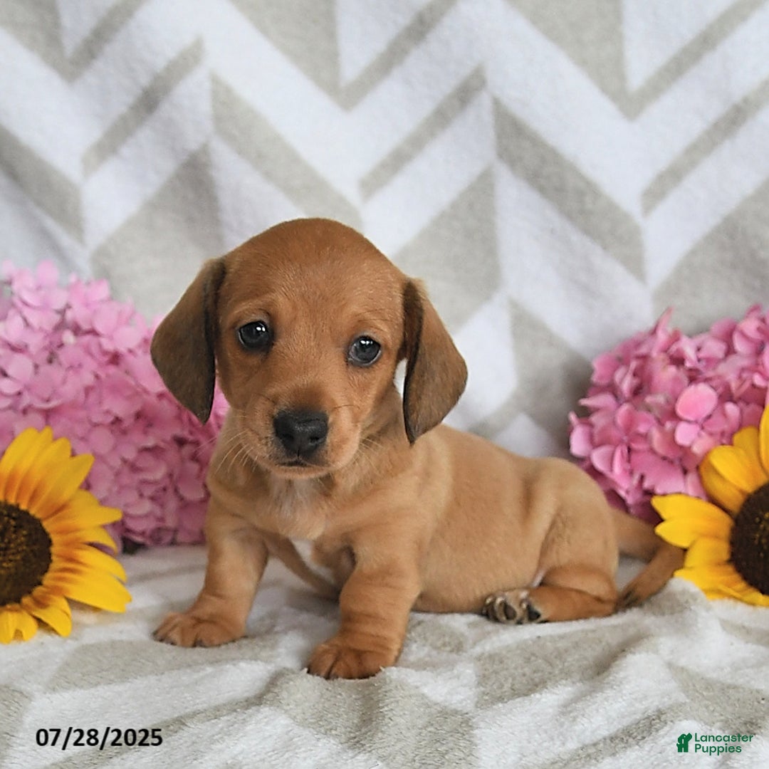 Miniature Dachshund dogs for sale: Rainey - Image 2